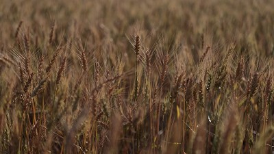 Con la mirada en la salud del suelo: cómo evitar el deterioro, por Guillermo A. Divito