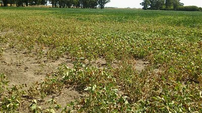 En Córdoba el 45% de la superficie sembrada con cultivos está afectada por la sequía