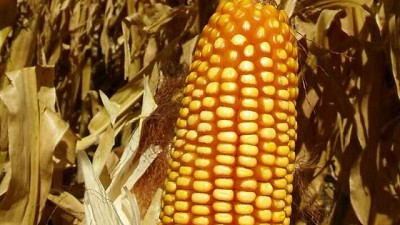 Córdoba: ¿por qué en medio de la sequía hay rindes de 130 quintales en maíz?, Juan Pablo Ioele