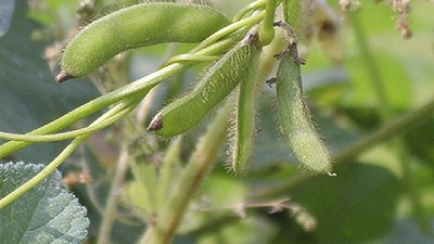 Advierten el avance de trips en soja por calor y déficit hídrico