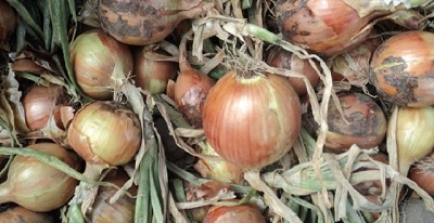 Cebolla argentina: más del 70 % se produce con tecnología del INTA