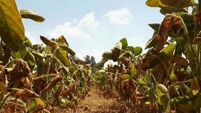 Por la sequía, bajó la venta de insumos en Buenos Aires