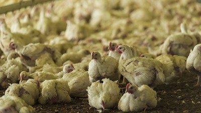 Burocracia explícita: 158 trámites para exportar un pollo, por José Del Rio