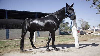 Argentina logra la apertura del mercado de semen equino en Kenia