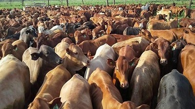 En febrero se faenó 1,04 millones de cabezas de ganado vacuno, un 16,7% más que en 2017