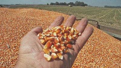 Cereales, autos, pesca y petróleo, los rubros que más crecen en exportaciones