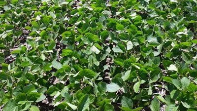 Cómo hubiera sido la campaña con la soja resistente a sequía