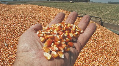 El USDA impulsó el aumento de los precios del maíz en la Bolsa de Chicago