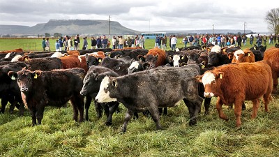 La inflación erosiona los precios del novillo