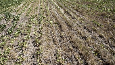 Rechazan usar las retenciones a la soja para armar un fondo contra riesgos agrícolas