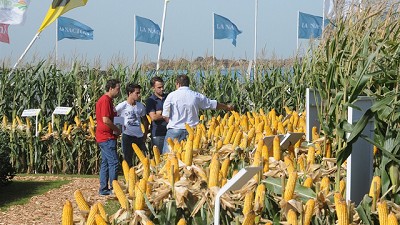 Semillas: por los plots se respira la innovación agronómica