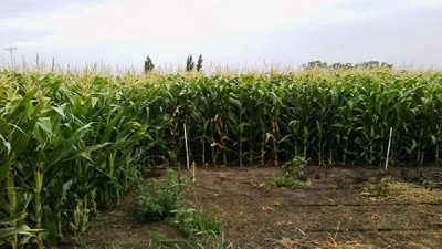 Los agrominerales mejoran los suelos y elevan los rindes