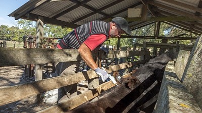 Córdoba inicia la primera campaña anual de vacunación contra la fiebre aftosa