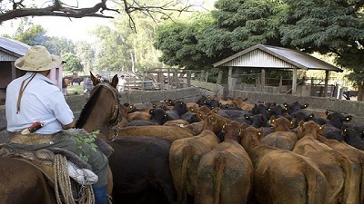Más de 44 millones de bovinos vacunados contra la fiebre aftosa en la segunda campaña de 2017