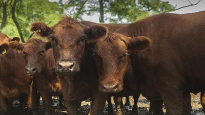 Hasta el 31 de marzo quienes comercializan a la UE deben validar las caravanas de sus animales