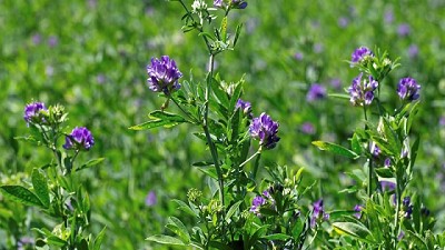 Alfalfa: la forrajera capaz de enfrentar el déficit hídrico