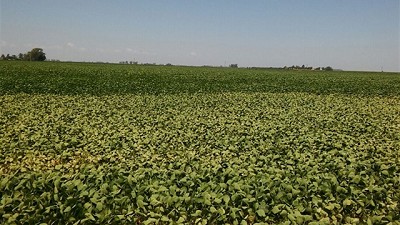 La producción argentina de soja cae un 30% por efecto de la sequía