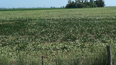 Pese a las subas externas, en Rosario se negoció en baja el precio de la soja