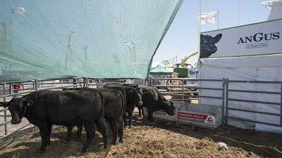 Del mercado interno a la exportación: de qué se habló de ganadería en Expoagro