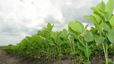 Ya se vendió más del 26% de la cosecha proyectada de soja argentina 2017/18