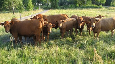 El sinceramiento de costos ha llegado a la faena, por Dr. Daniel Urcía