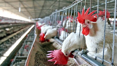 Granjas avícolas obtuvieron certificados para exportar con sello de calidad