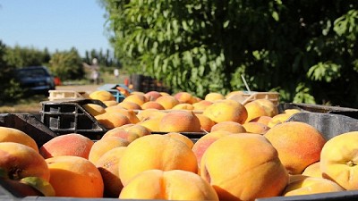 Piden soluciones para los productores del sur de Mendoza