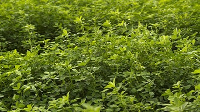 El Senasa constató la destrucción de 147 hectáreas de alfalfa transgénica ilegal