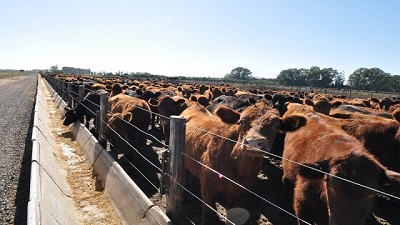 Arrancó la zafra y los feedlots alertan por los altos costos del engorde