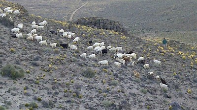 Río Negro: crían cabras para repoblamiento y desarrollo de familias de la zona