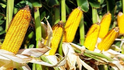 Buscan modos de controlar enfermedades del maíz a través de la genética