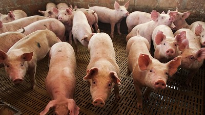 Producción porcina: lo que hay que saber sobre el registro de operadores de la AFIP