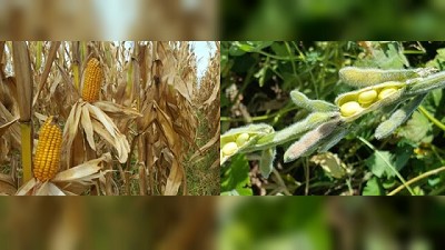 Santa Fe: Sistema de Estimaciones Agrícolas del 14 al 20 de marzo de 2018