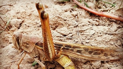 Mayor equipamiento para el control de langosta y tucura