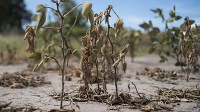 Calculan que la pérdida por la sequía será de US$ 3436 millones