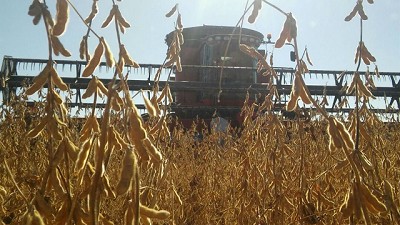 La cosecha de soja, con rindes bajos y mala calidad en la zona núcleo