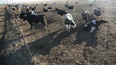 Ganadería: sugerencias para superar los desafíos que impone la sequía