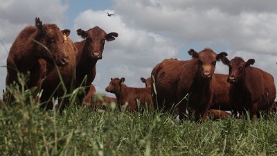 Ganadería: debaten cómo producir más novillo pesado