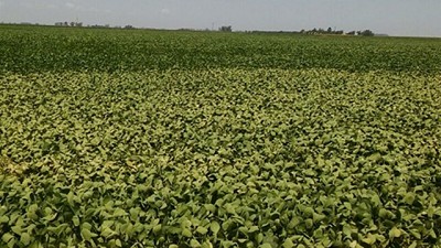 Por las sequías, en 10 años en soja se perdieron US$15.000 millones