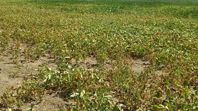 Con sequía extrema, en soja hay 75% de chances de perder plata
