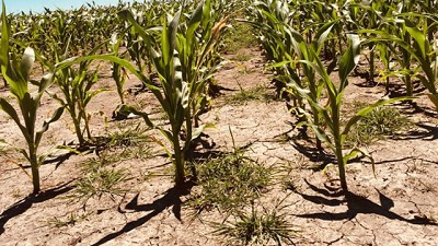 Para la Bolsa de Rosario, la sequía se consolida como la peor en 50 años