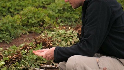 Por la sequía, caen más del 30% los rindes del maní