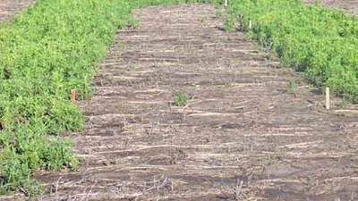 Por qué impactan las decisiones otoñales