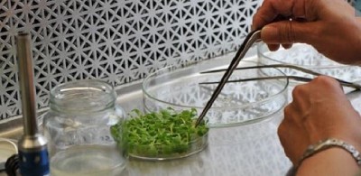 El mejoramiento genético abre camino a los cultivos del futuro