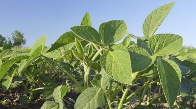 Tecnología: cómo le fue en la última campaña a la soja resistente a insectos