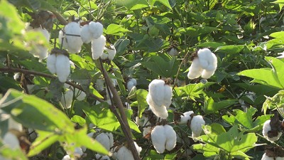 El algodón unió a los qom con una firma de indumentaria