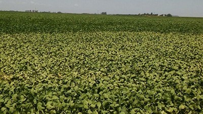 En Rosario, subió el precio de la soja pese a las bajas externas