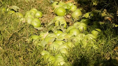 Las personas con frutales en sus casas también pueden controlar la mosca de los frutos