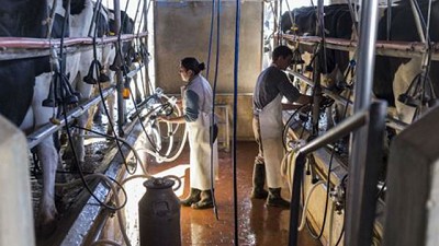 Buenos Aires: ¿se agrava el cierre de tambos?