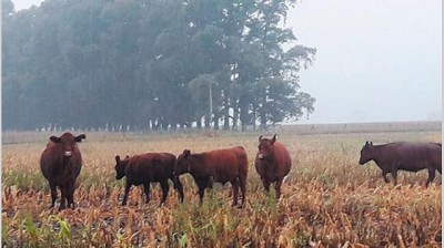 Lluvias extendidas terminan con la sequía y auguran buena siembra de trigo
